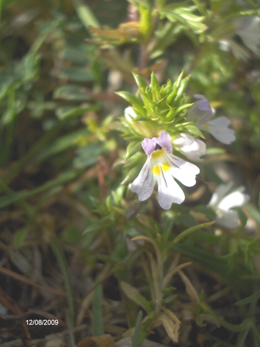 Euphrasia liburnica?